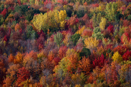 colorful forest in the fall season in quebecの写真素材