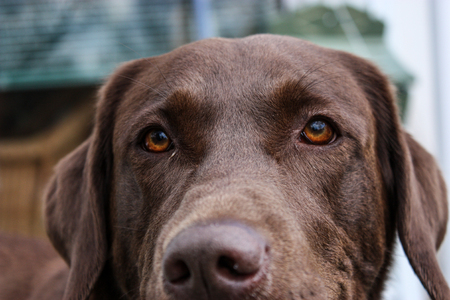 close up of a brown dog with brown eyesの写真素材