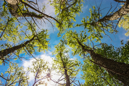 green trees seen from belowの写真素材