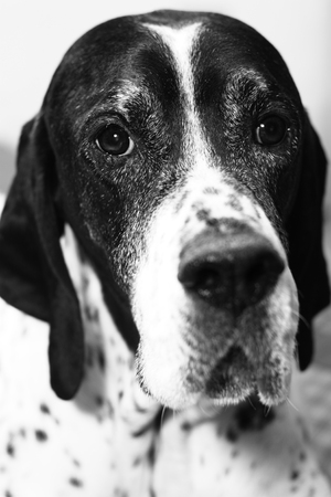 black and white dog faceの写真素材
