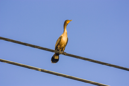 Double-Crested Cormorantの写真素材