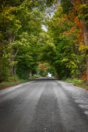 gravel road going through the forestの写真素材