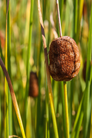 Bulrush Water Plantの写真素材