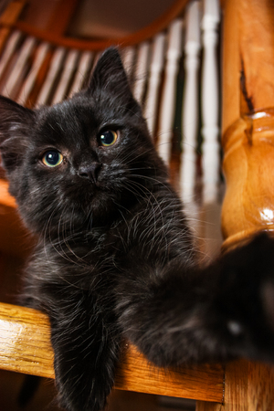 black baby cat playing with the cameraの写真素材