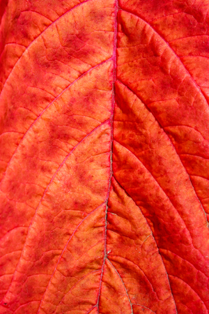 close up of a red leafの写真素材