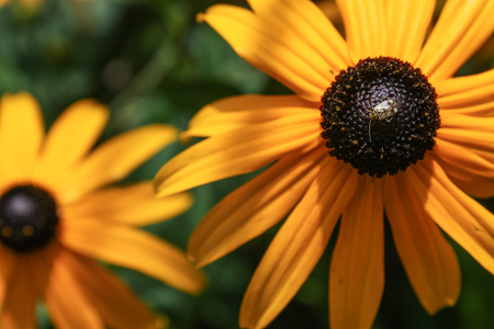 Yellow daisy Flowersの写真素材