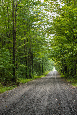 gravel road in a green forestの写真素材