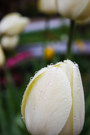 white tulip with water drips on inの写真素材