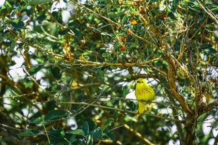 small yellow bird in a green treeの写真素材