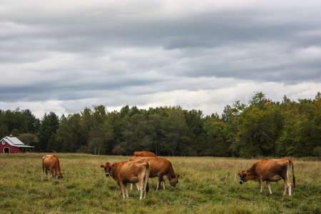Cows eating grass in a fieldの写真素材