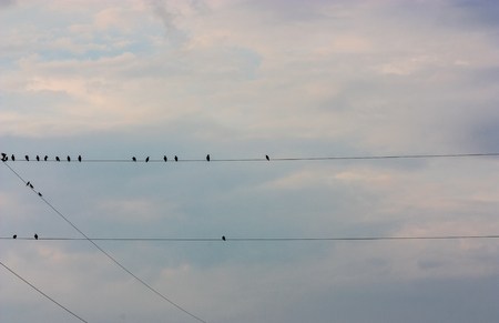 birds flying in the cloudsの写真素材