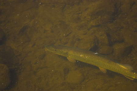 sturgeon in waterの写真素材