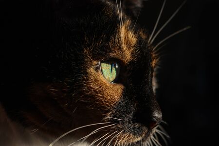portrait of a cat with green eyesの写真素材