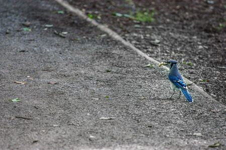 blue jay with a peanut in his beakの写真素材