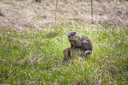 beaver sitting on a log
