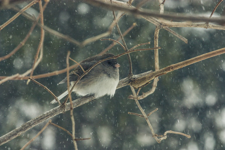 bird in falling snow