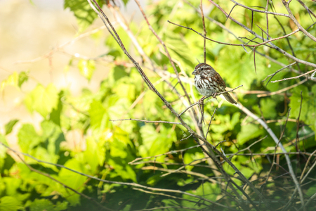 white and brown little bird with an insect in its beakの写真素材