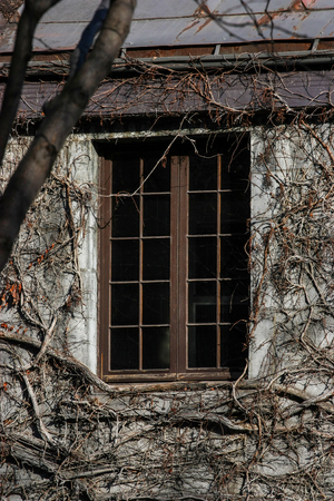 old wood window with vine all aroundの写真素材