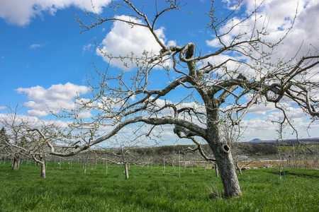 old apple treeの写真素材