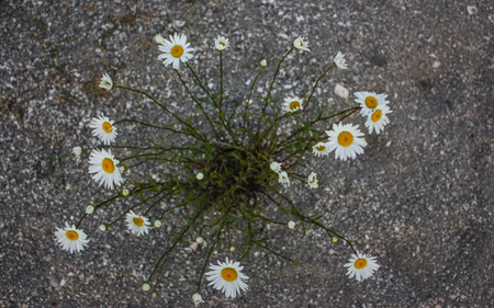 daisy bouquetの写真素材