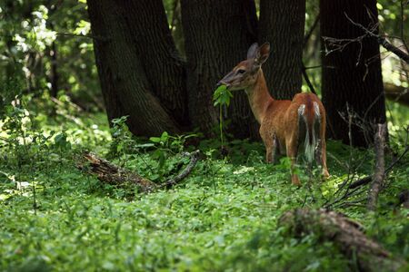 deer in the forest eating some grassの写真素材