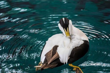black and white bird with yellow beakの写真素材