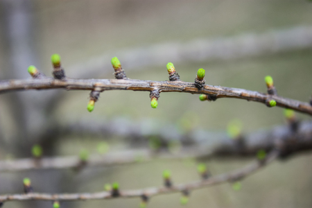 buds on a branchesの写真素材