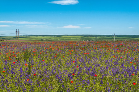 Field with poppy flowers and other wild plantsの写真素材