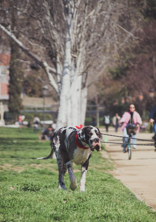 Black and white Great Danes dog walking in the parkの写真素材