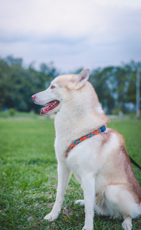 white siberian wolf in the park