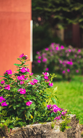 Garden with a small plant with purple flowersの写真素材