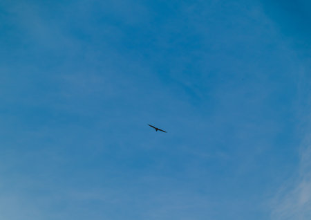 Blue sky and a black bird in flightの写真素材