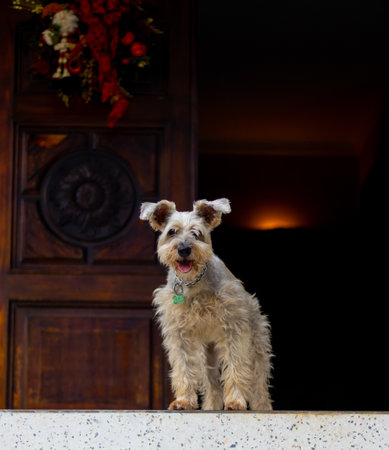 Schnauzer dog looking at the cameraの写真素材