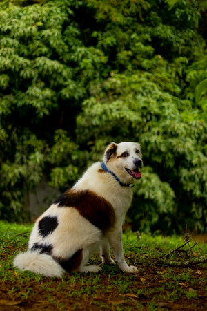 White dog sitting in a parkの写真素材