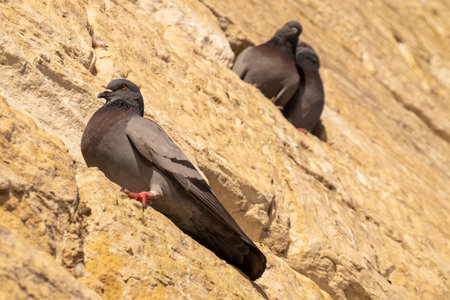 Three pigeons perched on a yellow stone wallの写真素材