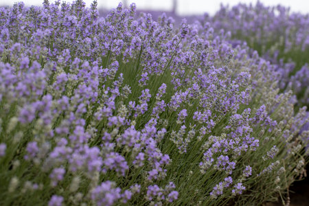 details of lavender field in Romania
