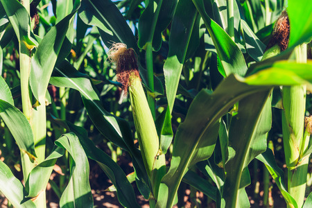 Zoom in at corn at fieldの写真素材