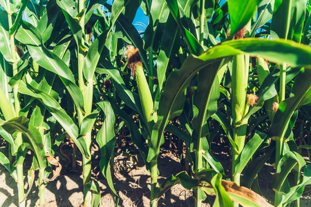 View at corn on the fieldの写真素材