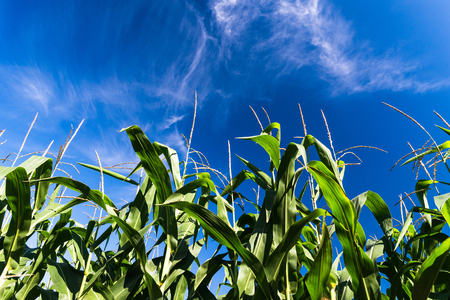 Field of corn from down with view at blue skyの写真素材