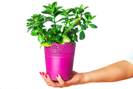Pink flowerpot with plant in hand. Isolated white background.の写真素材