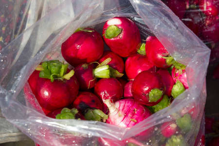 red radish washの写真素材
