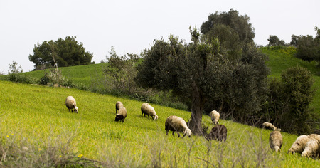 Flock of sheep are grazing together in ruralの写真素材