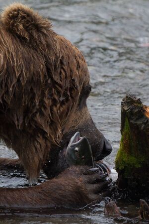 Grizzly bear in Alaska Katmai National Park hunts salmons (Ursus arctos horribilis)の写真素材