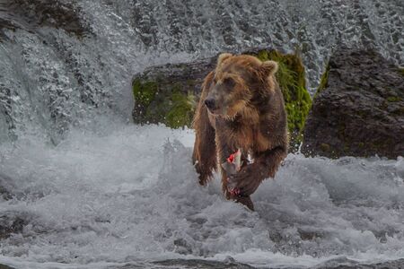 Grizzly bear in Alaska Katmai National Park hunts salmons (Ursus arctos horribilis)の写真素材