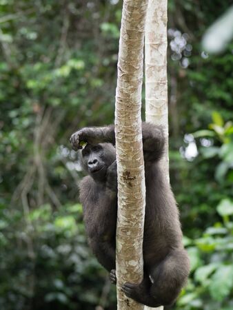 Gorilla in Gabon Endangered eastern gorilla in the beauty of african jungle (Gorilla gorilla)