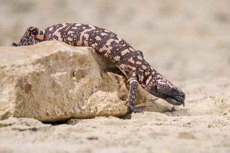 Lizard Gila Monster( Heloderma suspectum)