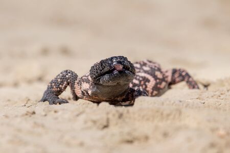 Lizard Gila Monster( Heloderma suspectum)の写真素材