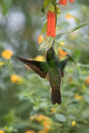 Hummingbird(Trochilidae)Flying gemsの写真素材