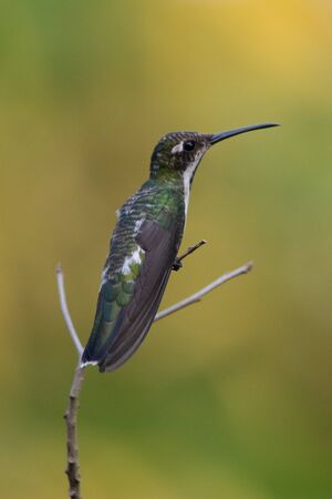 Hummingbird(Trochilidae)Flying gems ecuadorの写真素材