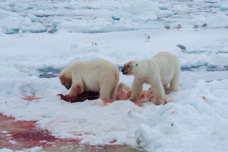 Polar bear of Spitzbergen (Ursus maritimus)の写真素材